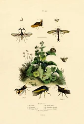 Homoptera, 1833-39